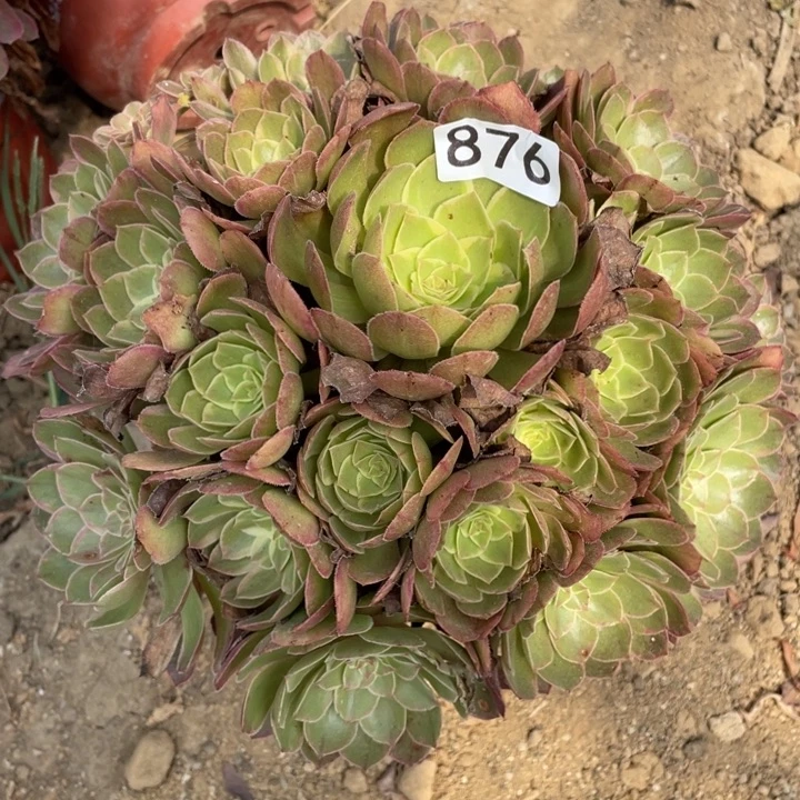 无花朵876多肉植物莲花座