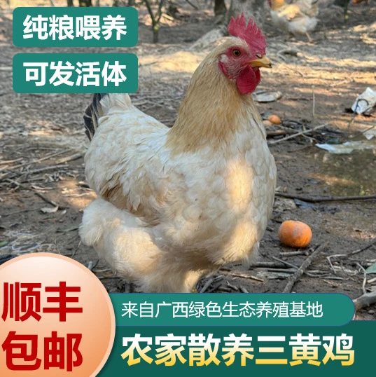 广西三黄鸡[月子鸡250天]五谷杂粮喂养