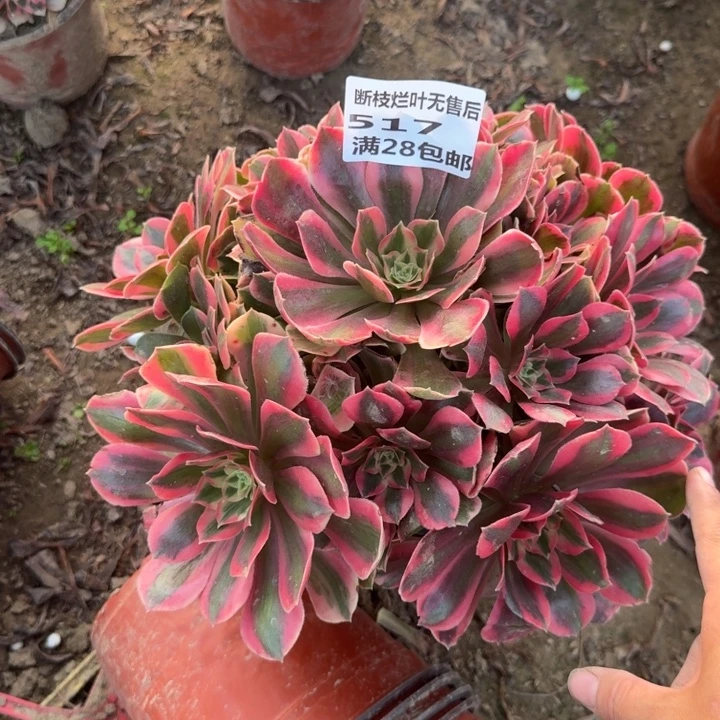 明***o517二号棚男神多肉B