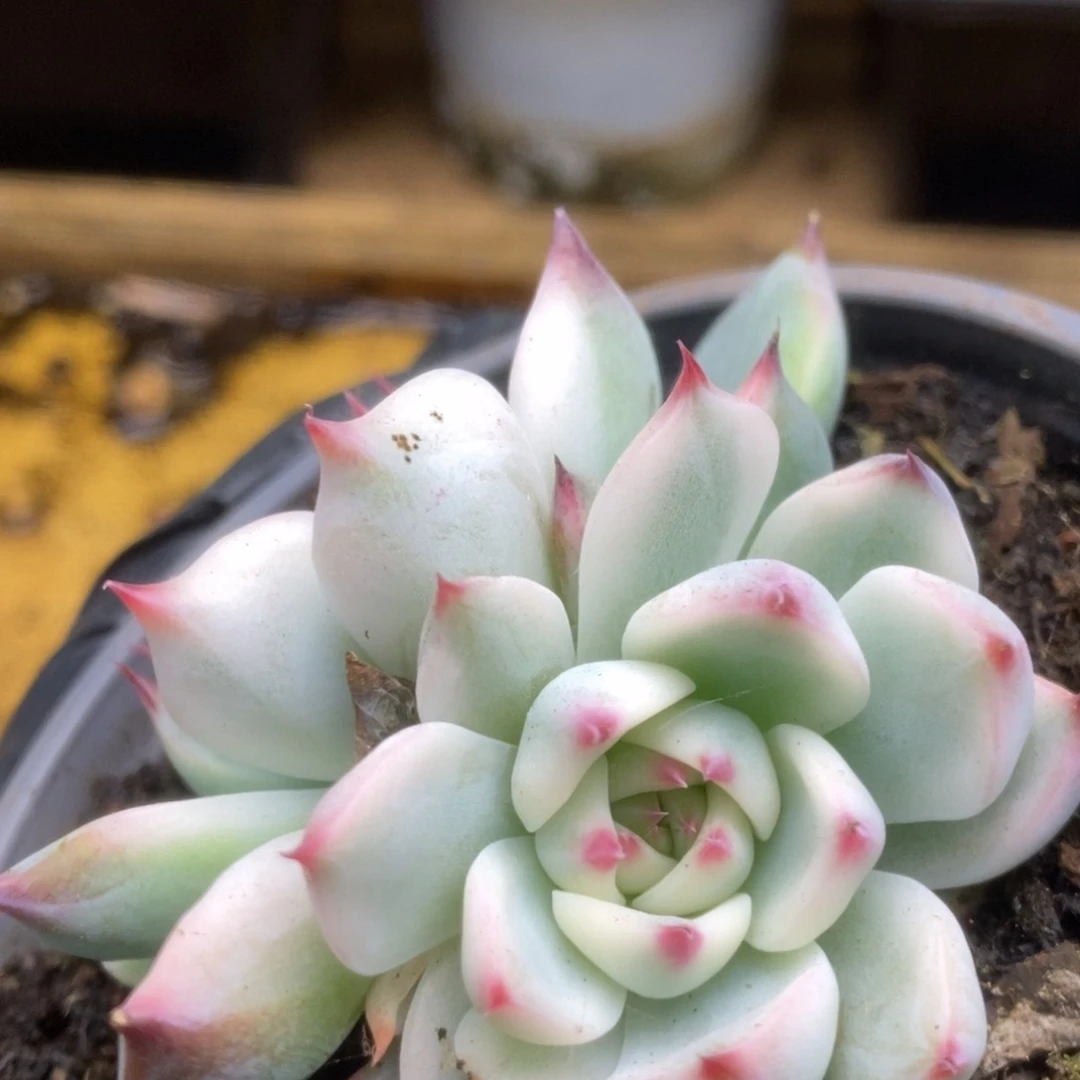 256锦锦锦锦锦锦锦锦锦
