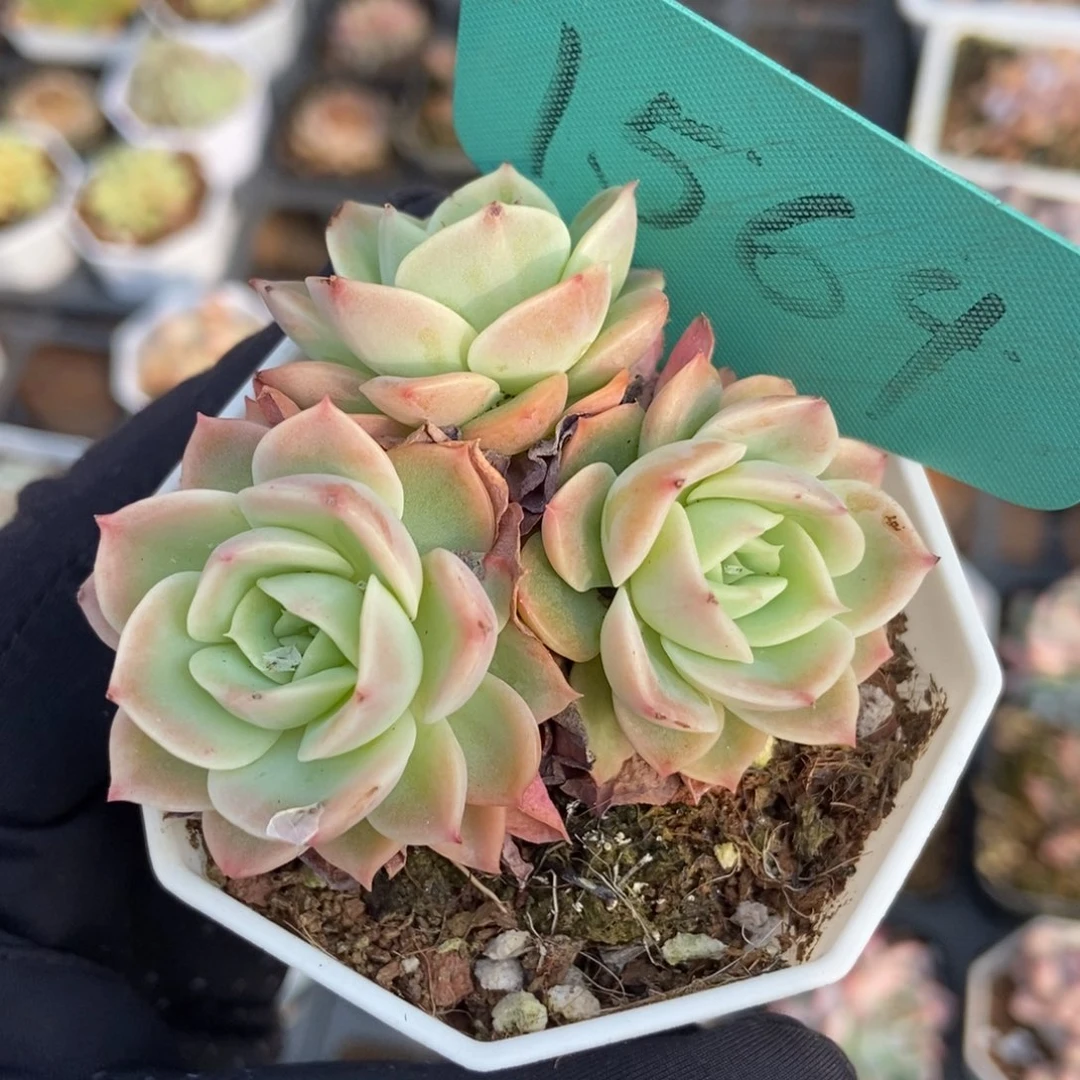 1564哈密瓜多肉植物保护