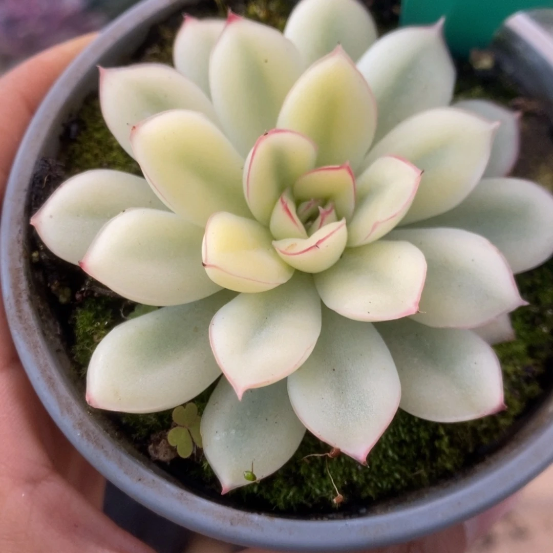 409白慈禧锦锦锦锦锦锦