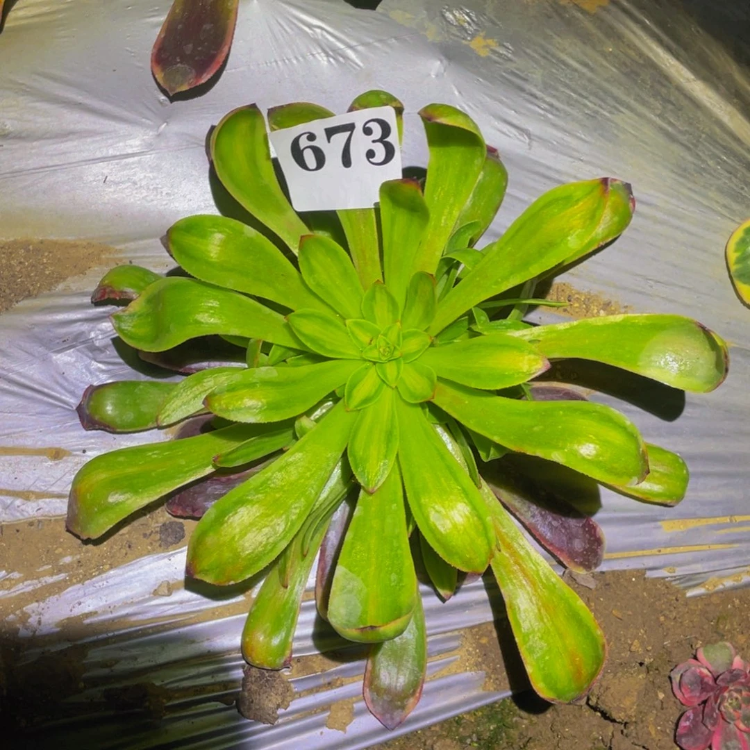 蕾欧娜多肉植物多肉673