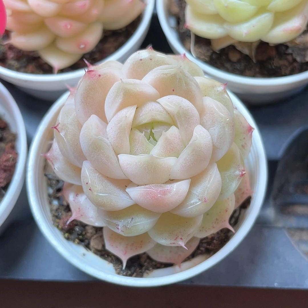 优选麦秆小精品8552