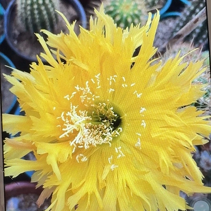 黄锯齿侧芽5公分毛花柱