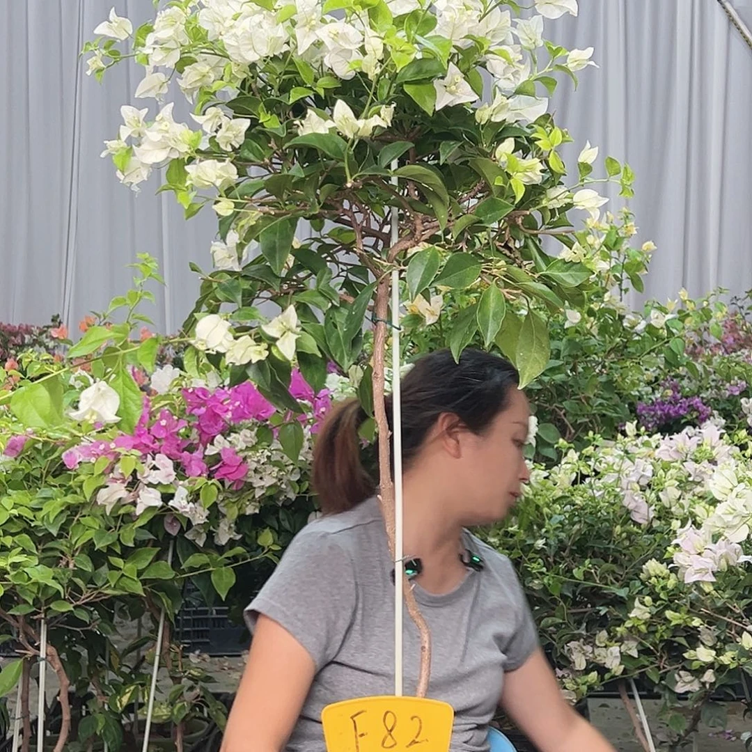 怀***旧当前无花栽培后可以开花F82白雪
