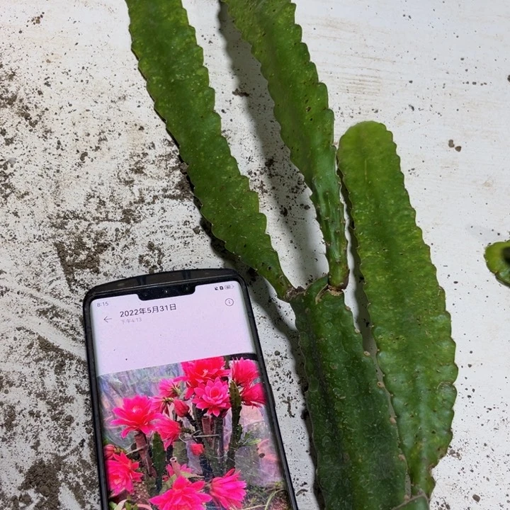 当前无花栽培后可以开花526