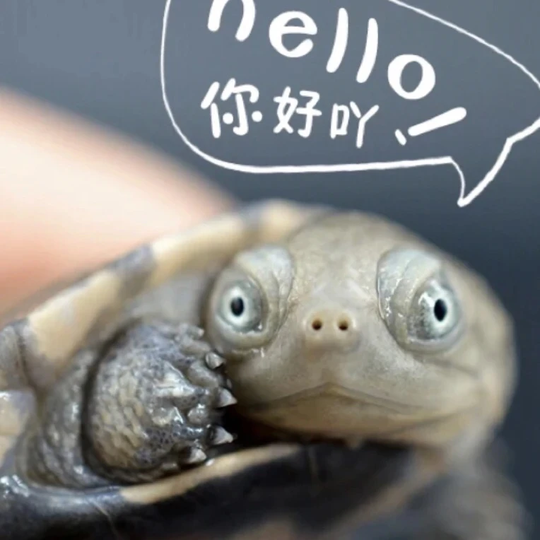 呆萌可爱西非沼泽侧颈龟龟活体深水好养宠物龟