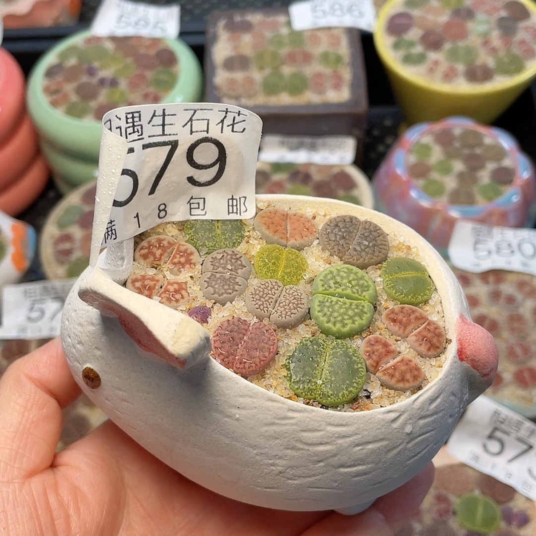 相遇开播福利579