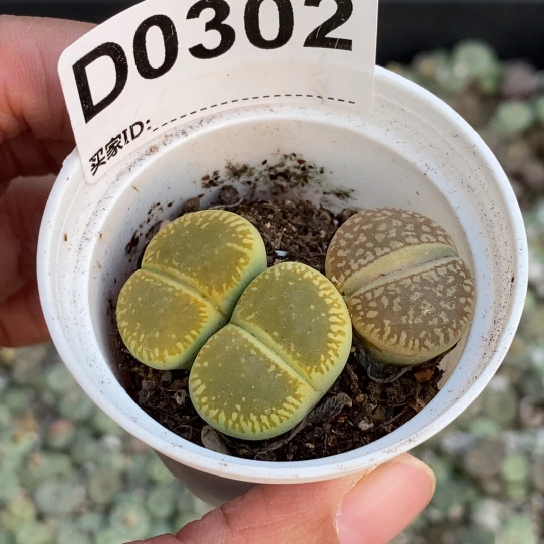 0302 流水日轮带盆土