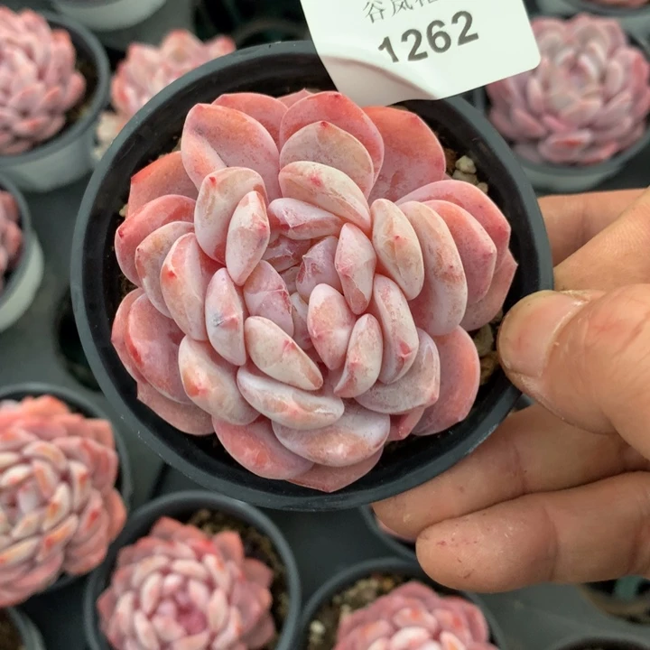 0307下午场，1262一颗