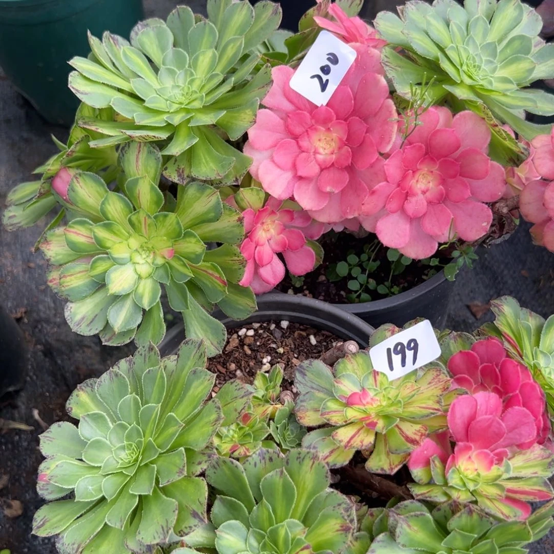 199200知否砍头多肉椅子