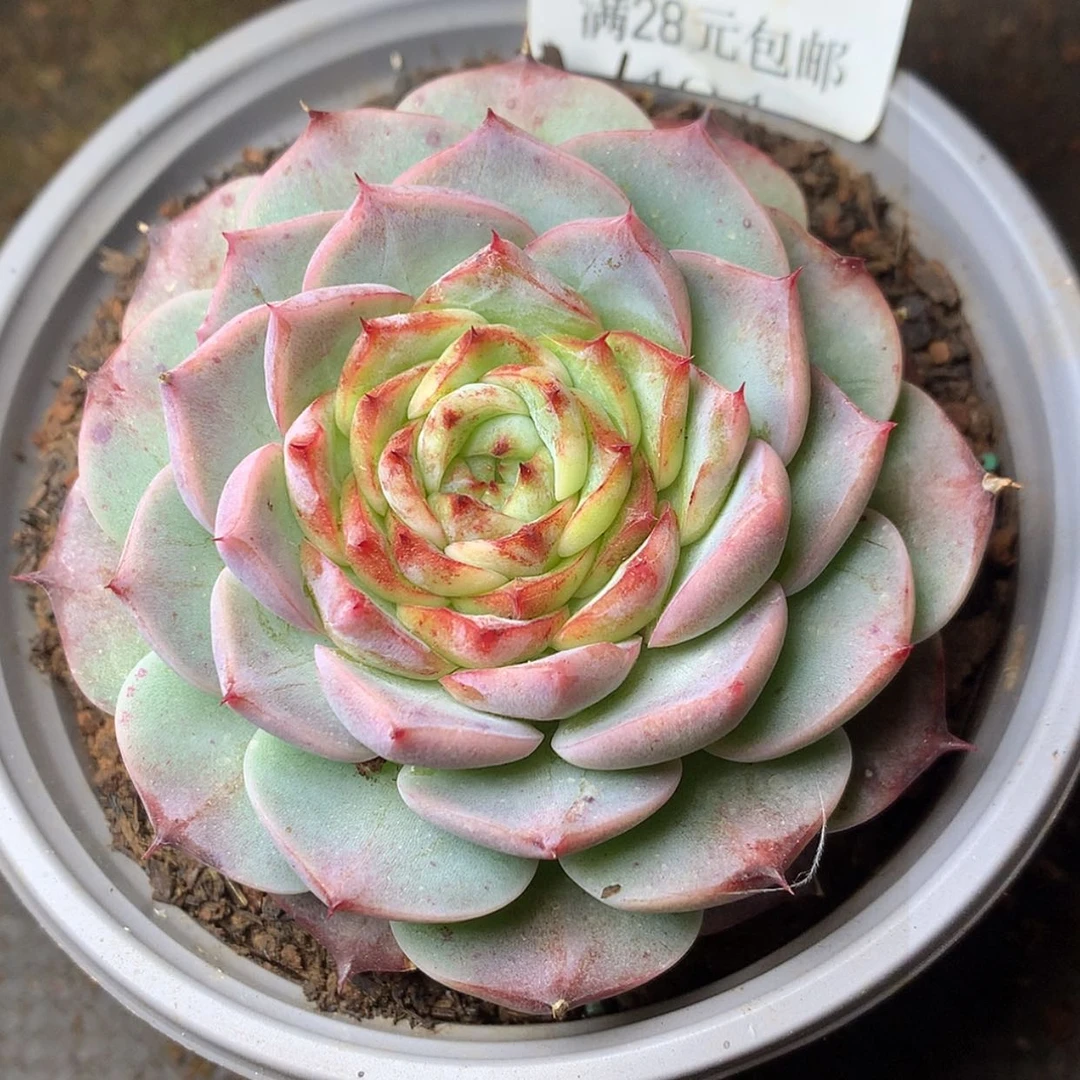 【闪购商品】云493号