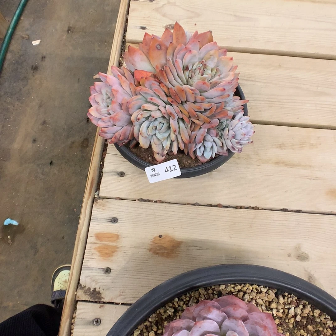 412梦露变异多肉植物666