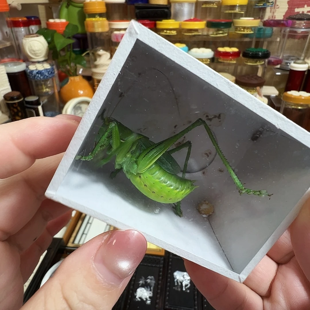 绿蝈蝈一个一只一只