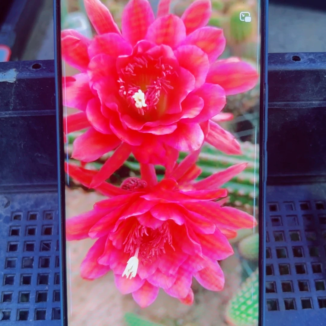 下51金妞爱博恩宝歪无根侧芽5公分左右20包邮