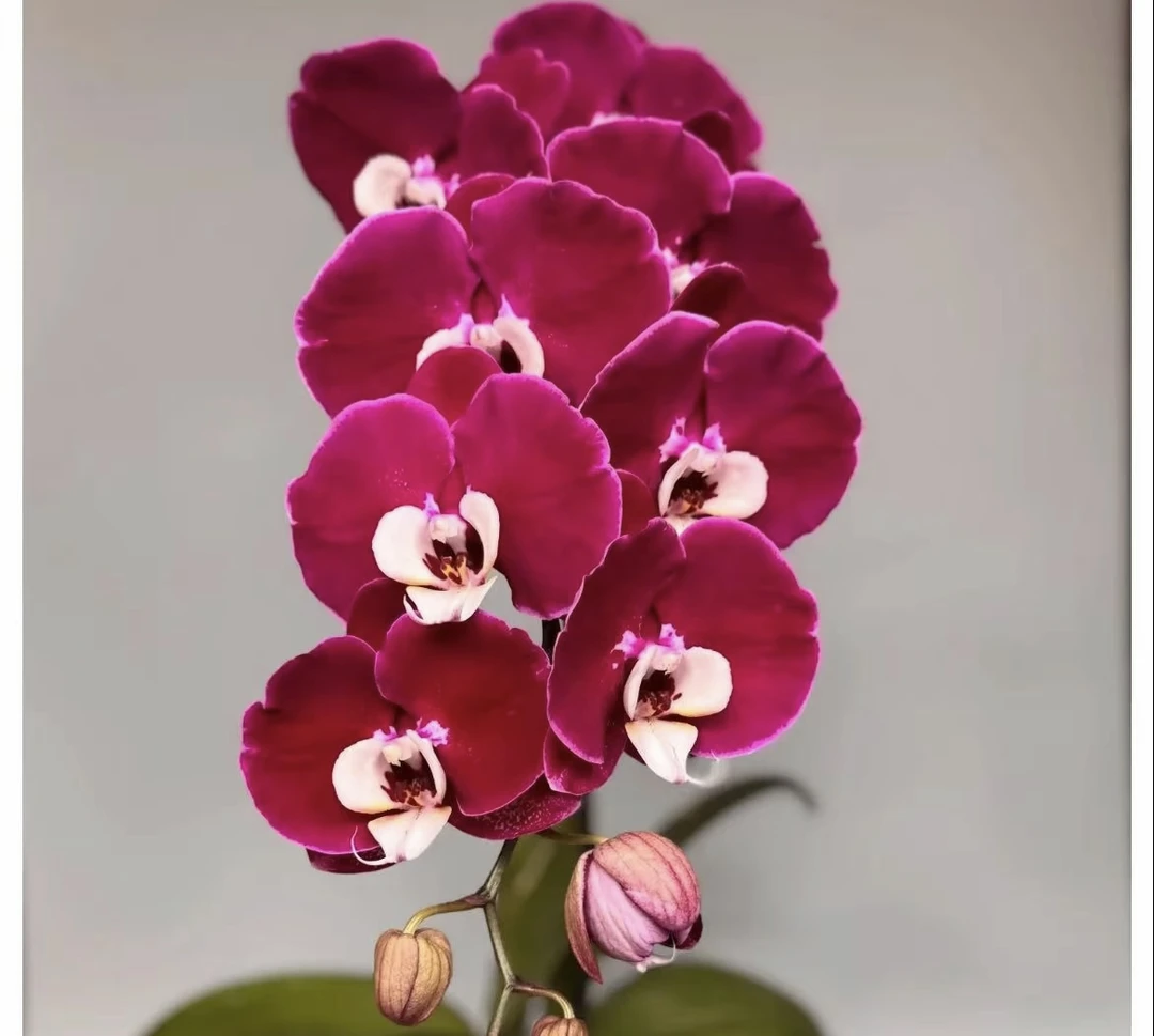 3.5寸米歇尔蝴蝶兰苗【叶损不保售后】