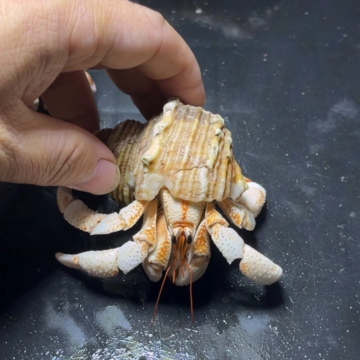 闪22号毛球3.2口径