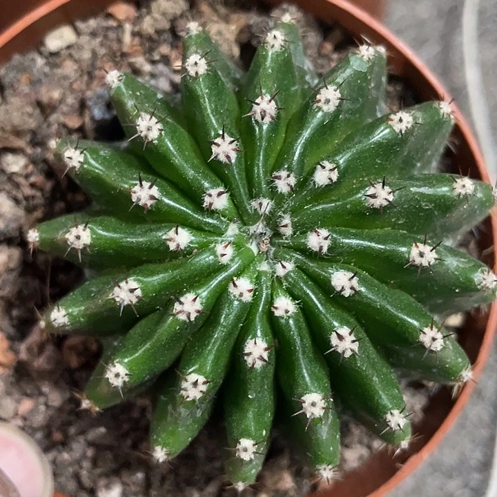 60号实生短刺多棱彩草