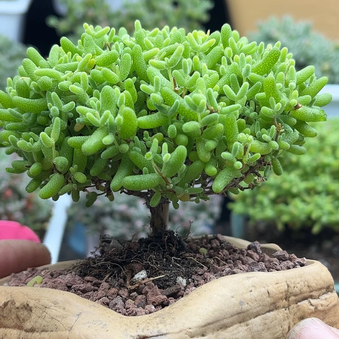 43蜜桔带盆优选枝干番杏