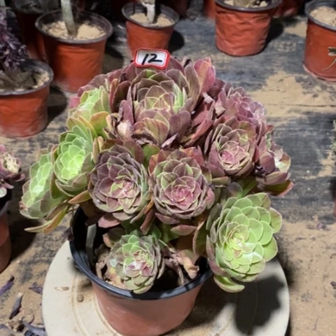 花月夜捧花一物一拍