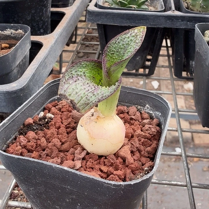 紫荆块根单头2仙人球