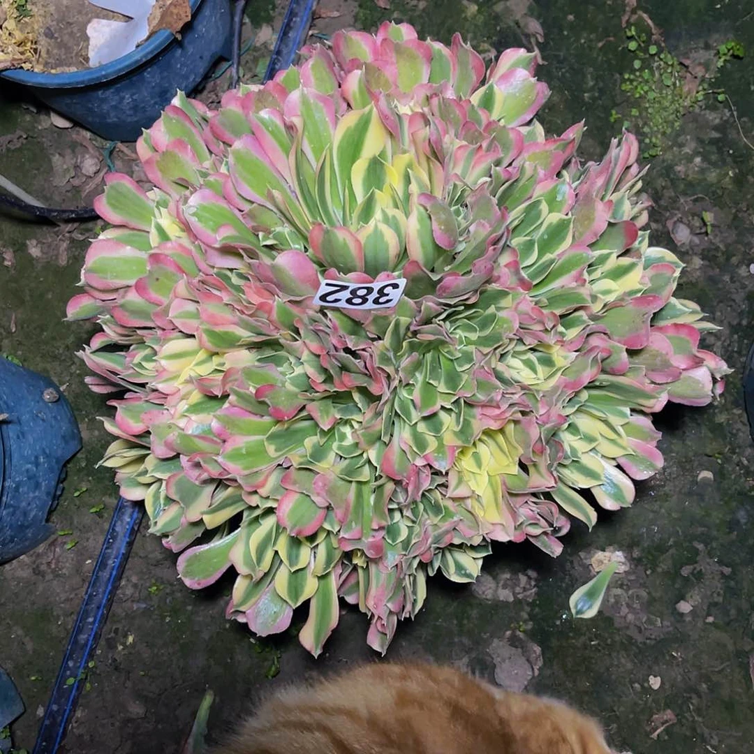 法师法师14-4包邮法师