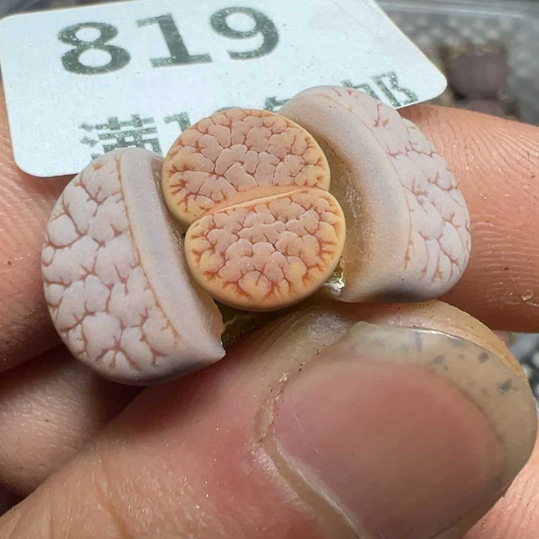 【闪购商品】º* 819。