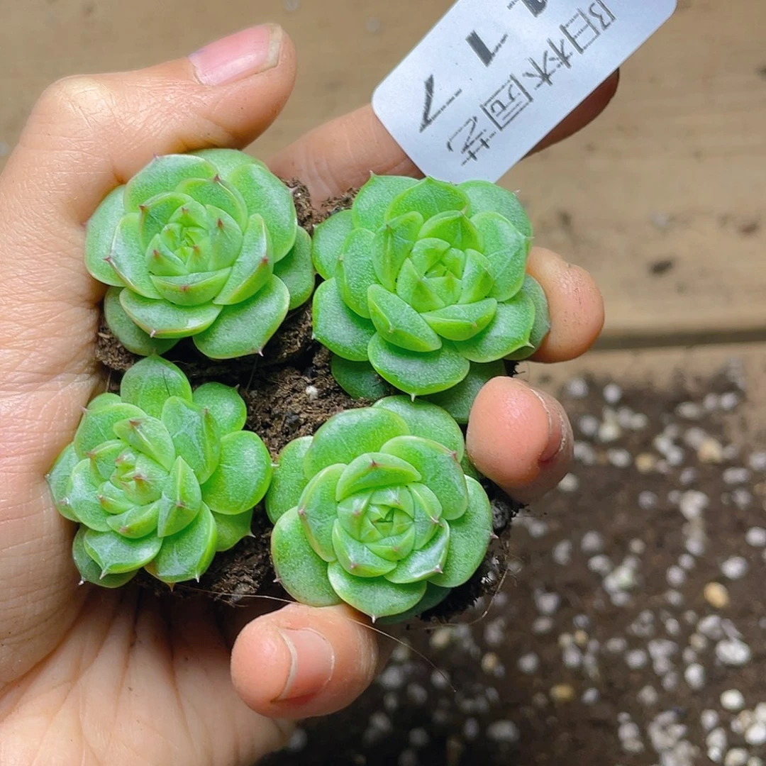 多肉植物多肉植物417