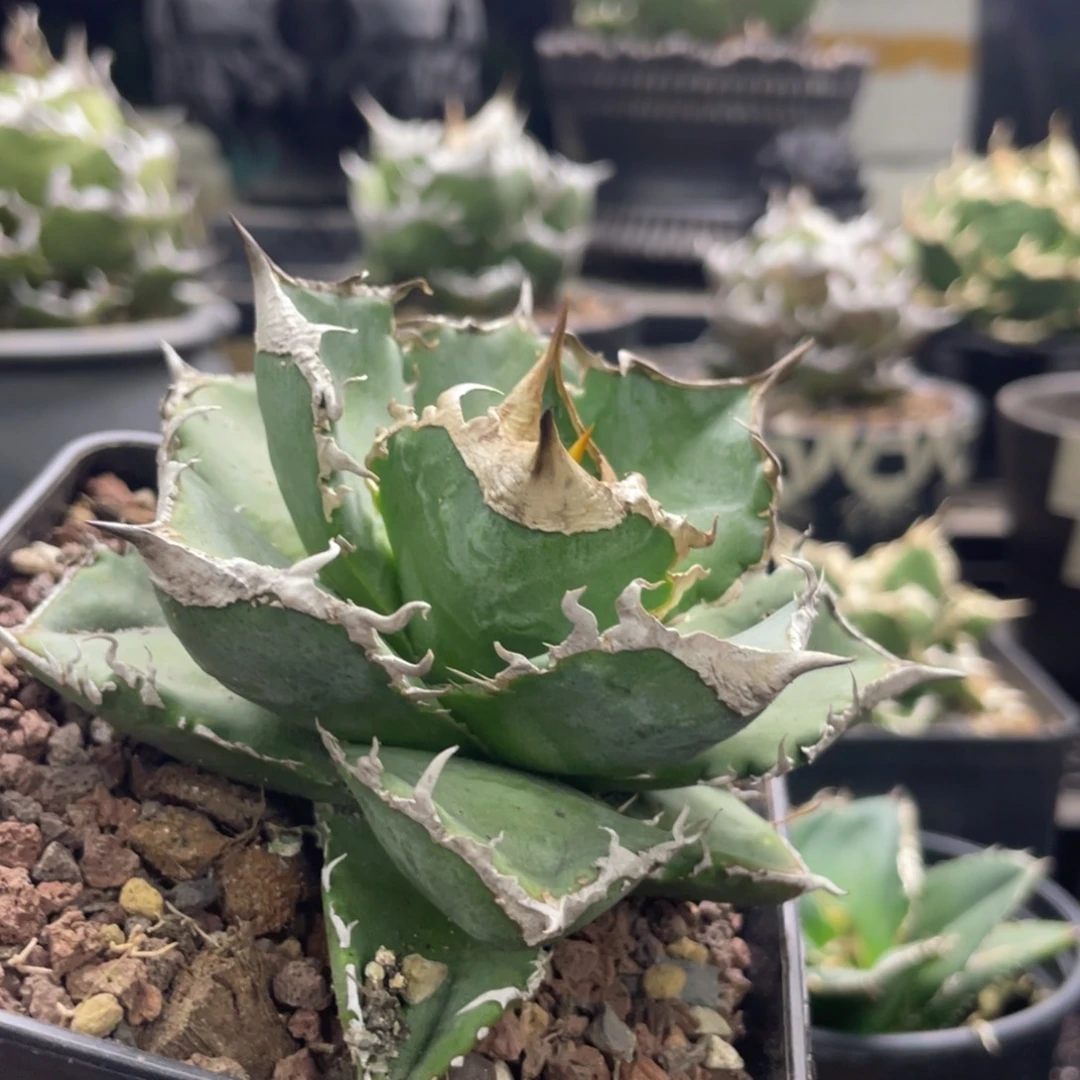 清樱龙舌兰仁王冠