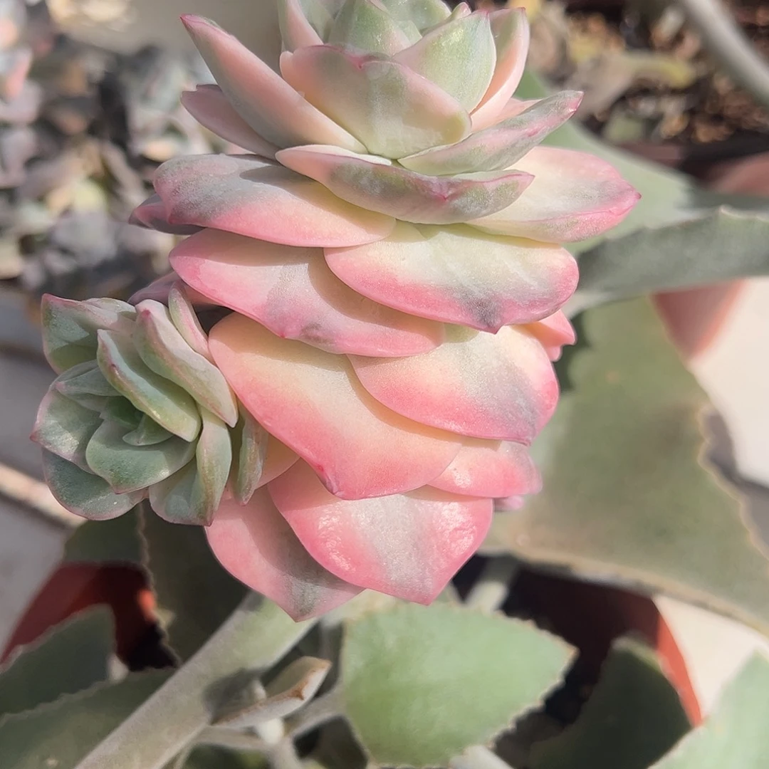 可爱玫瑰锦嫁接多肉