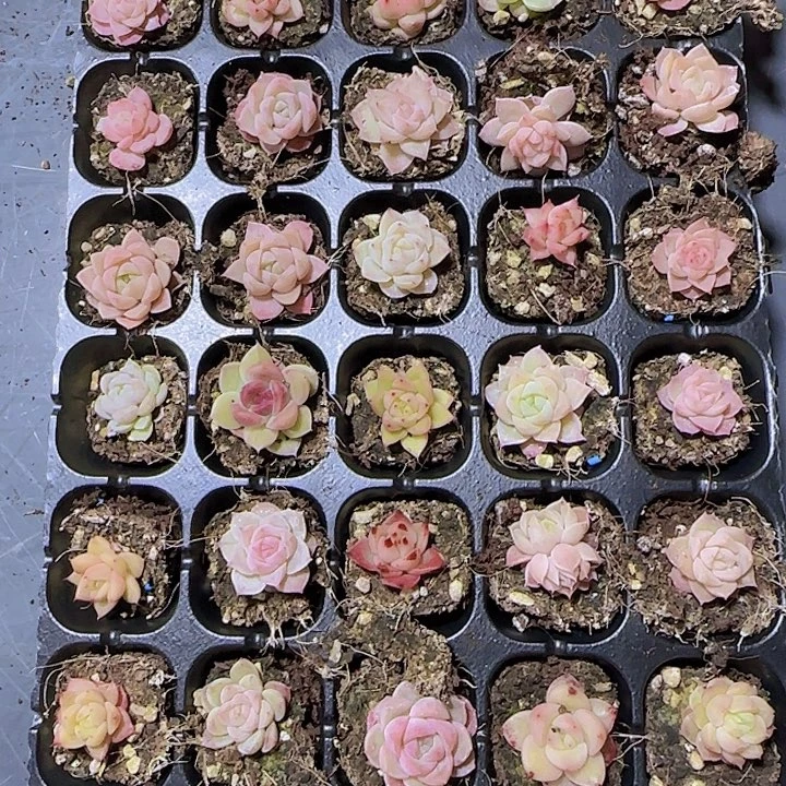 直播一物一拍多肉144