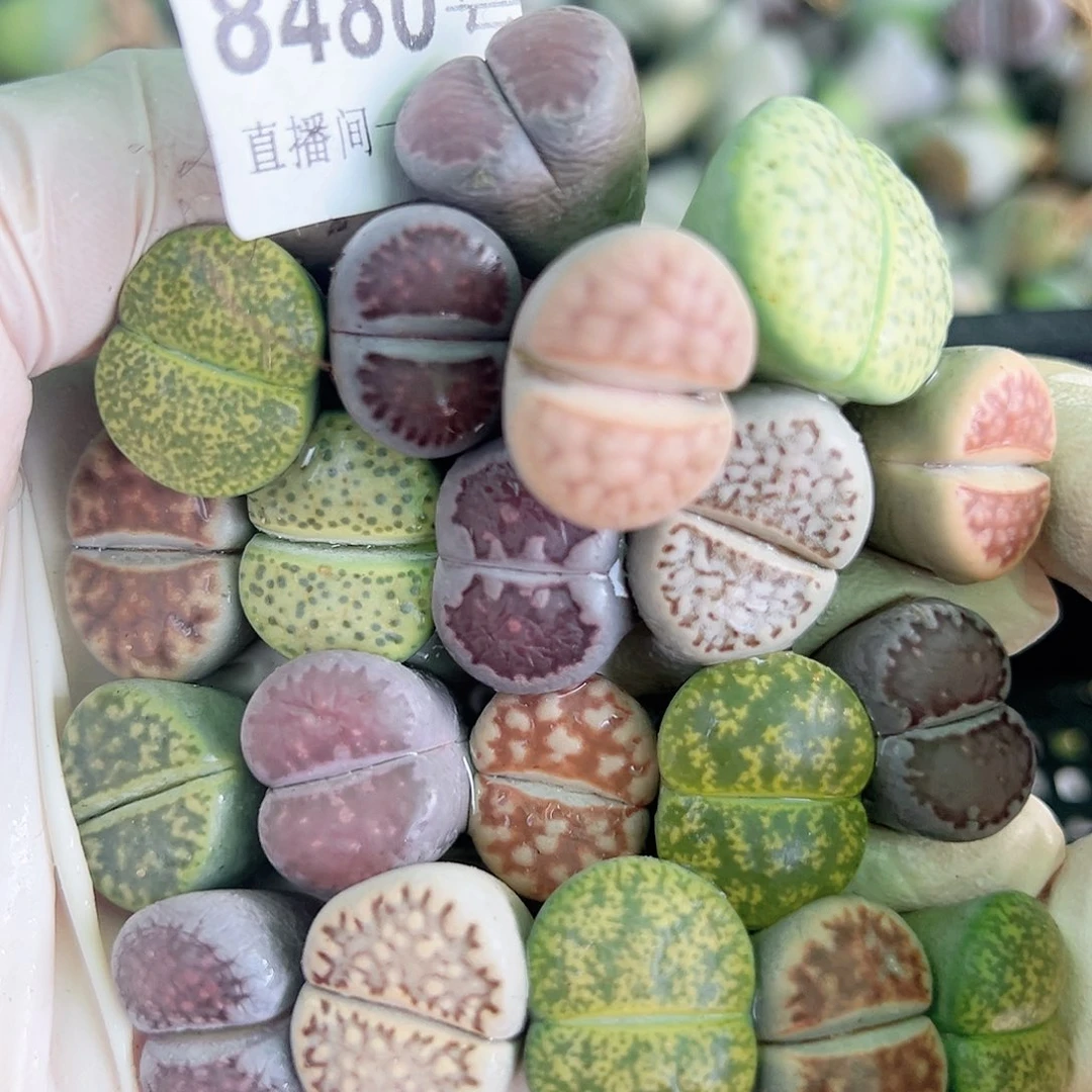 8480 好养易活生石花大母本20个