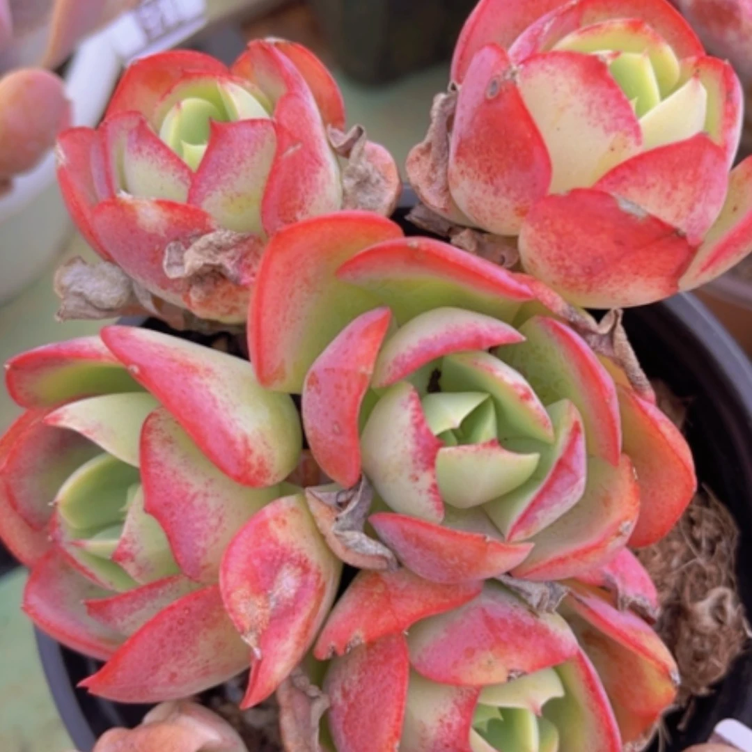 【闪购商品】克莉丝汀多肉1482