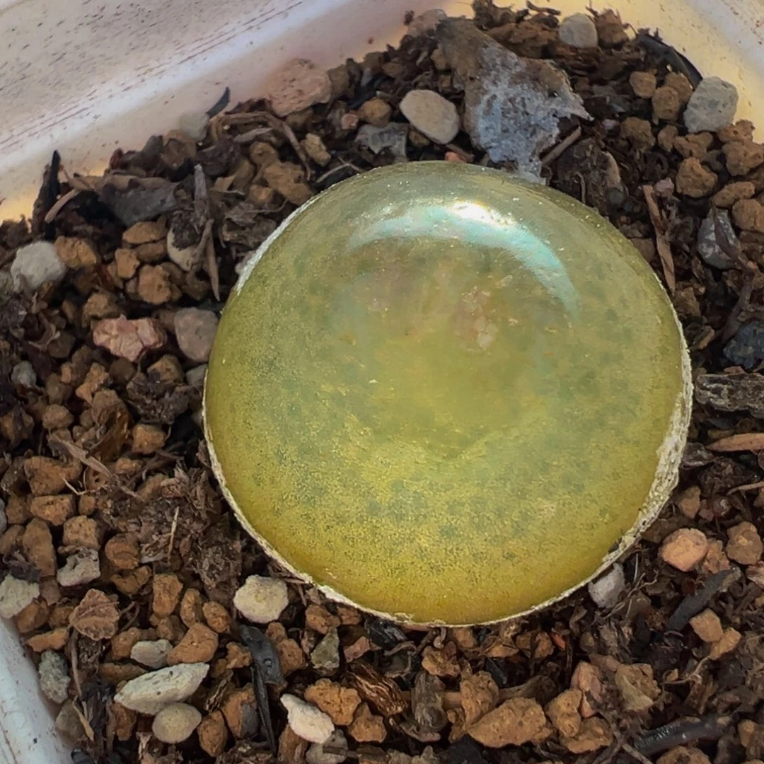 2.1厘米灯泡多肉植物