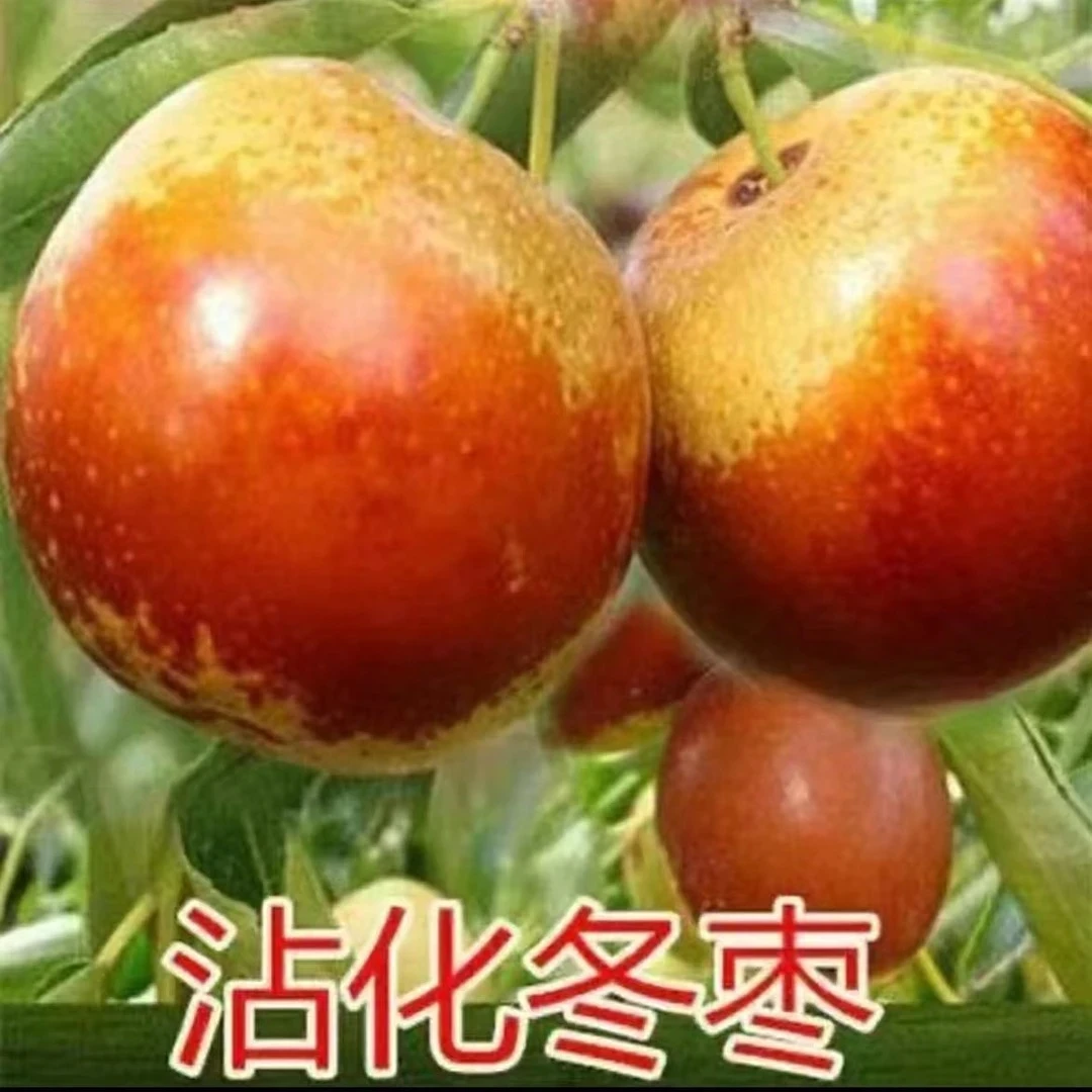 沾化冬枣果苗南北方种植庭院种植树苗【修剪叶子发货】