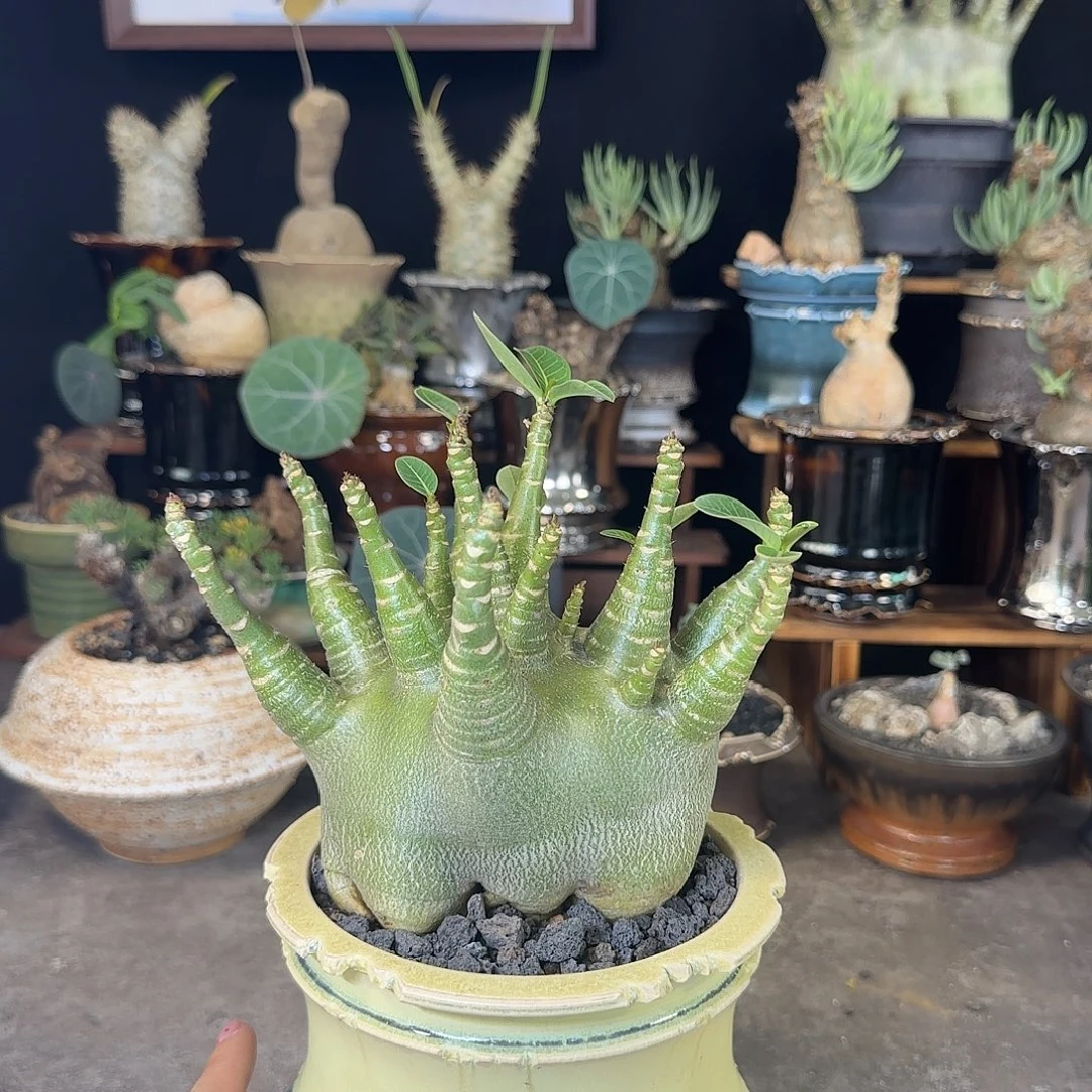 一物一拍哥斯拉b沙漠玫瑰25