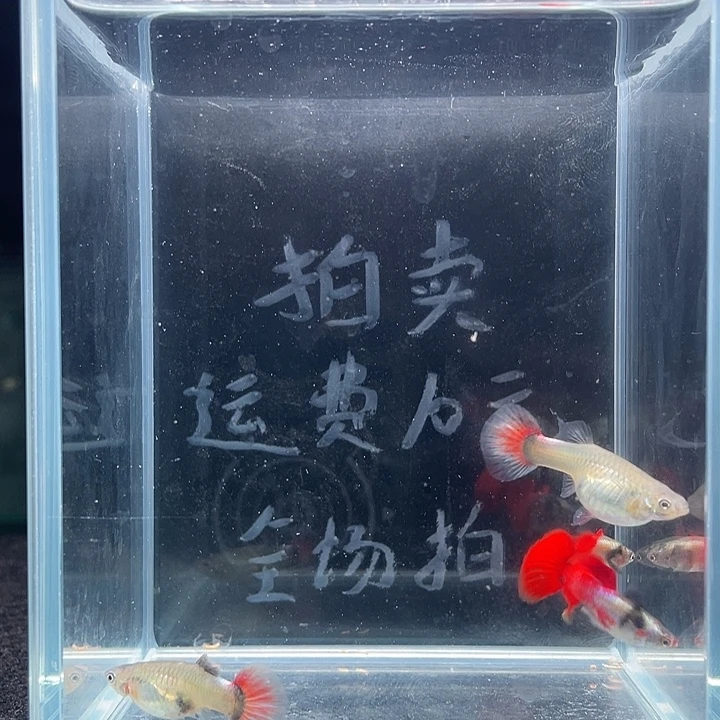 孔雀鱼白金象耳两对