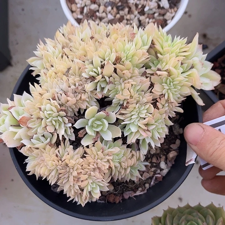 柠檬玫瑰锦缀04157多肉植物