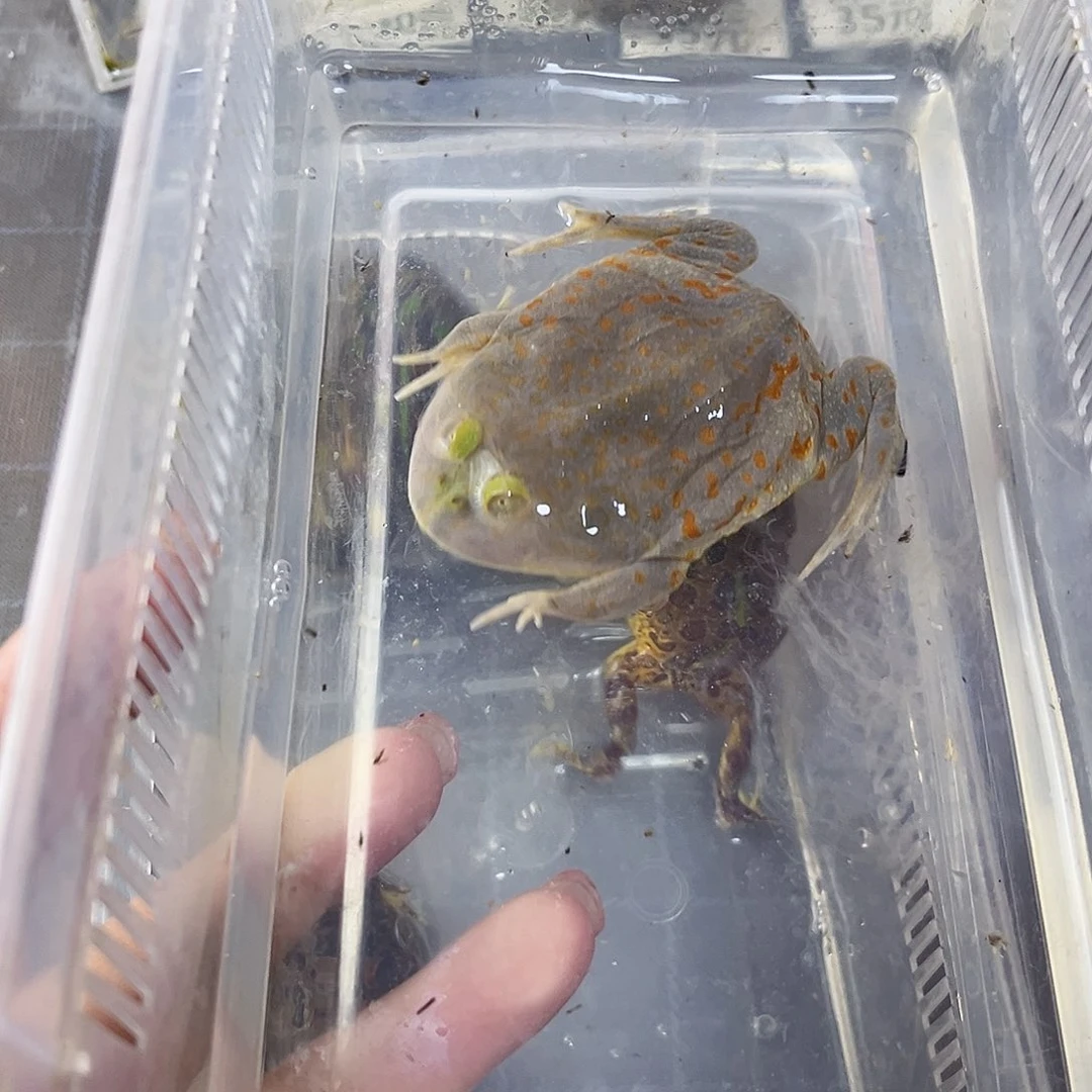 角蛙小丑蛙专拍链接一只包邮