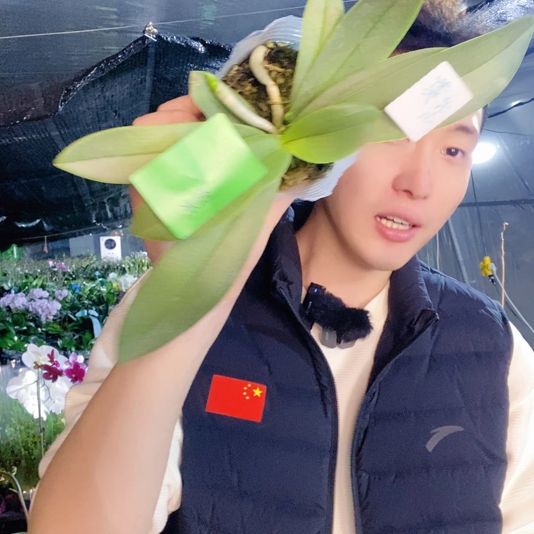 无花朵米派蝴蝶兰