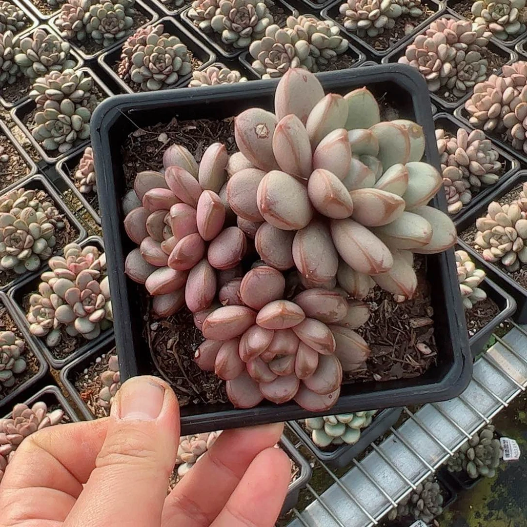 葡萄三头起整桩老桩