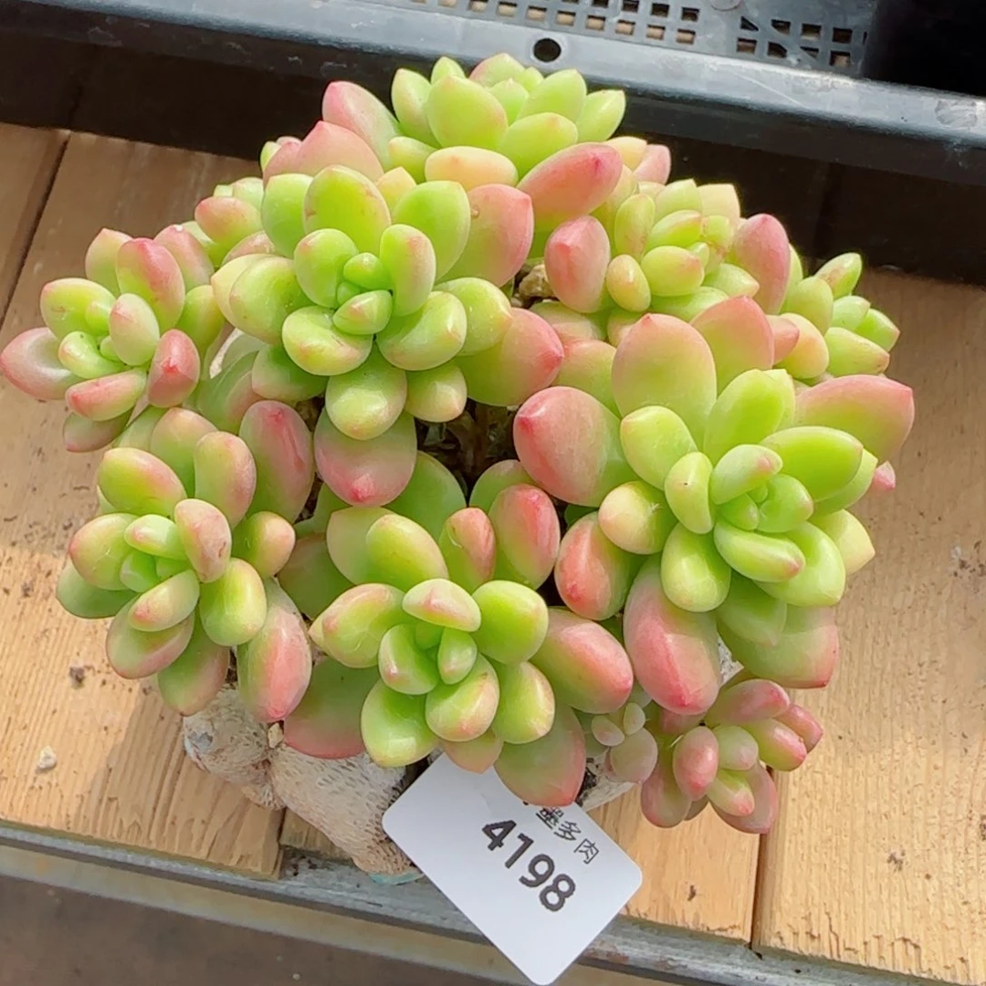 香格里拉，4198多肉植物