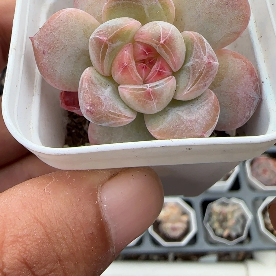 小卡拉米糖心一物一拍