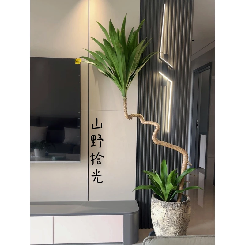 （荷花铁）美人铁轻奢造型款客厅前台茶室大型绿植净化绿植盆栽室