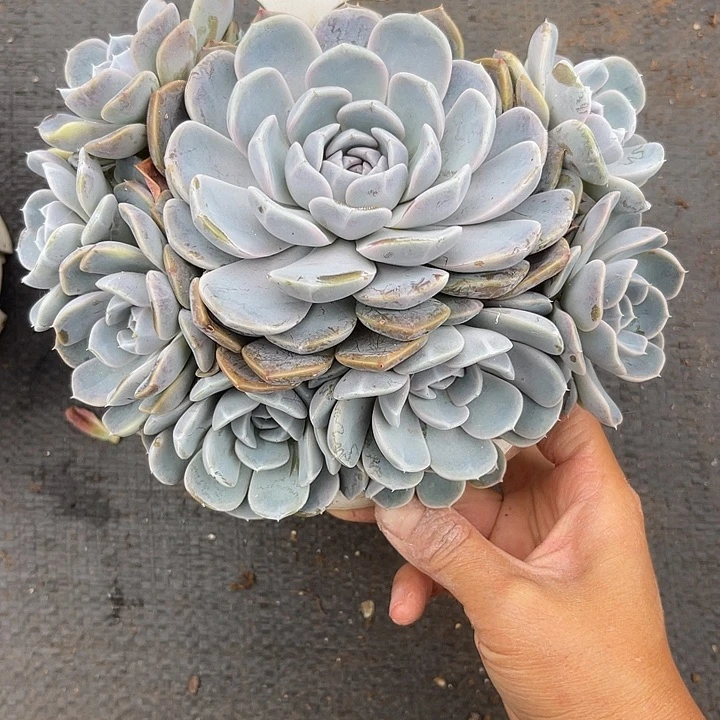 两单包邮，开播38汉堡