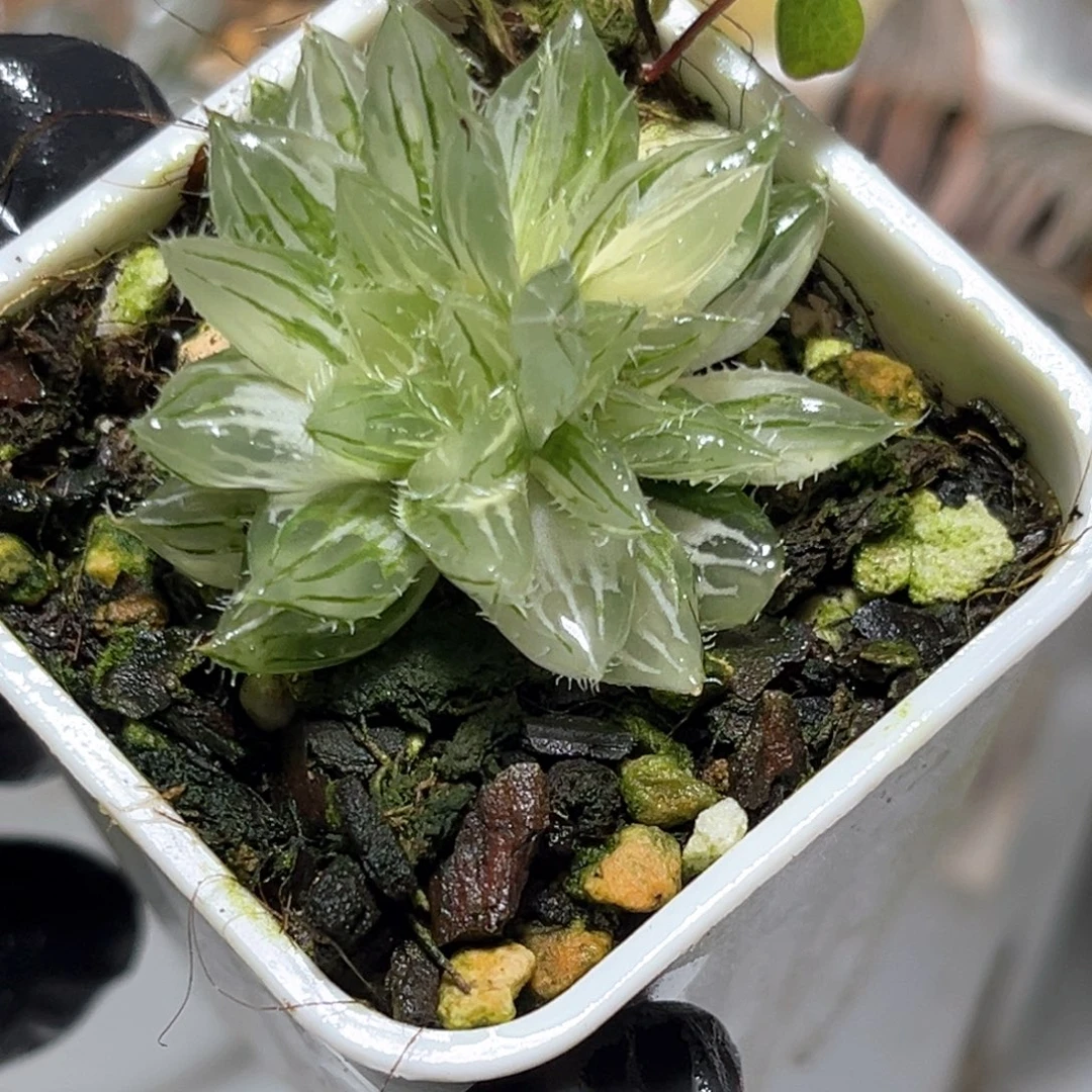 恭喜发财大吉大利1066