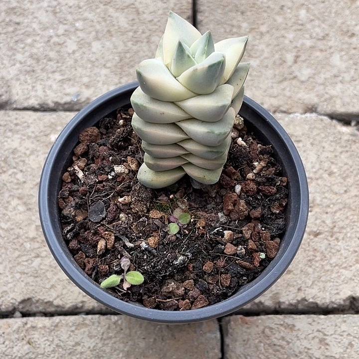 吉之川锦一物一拍