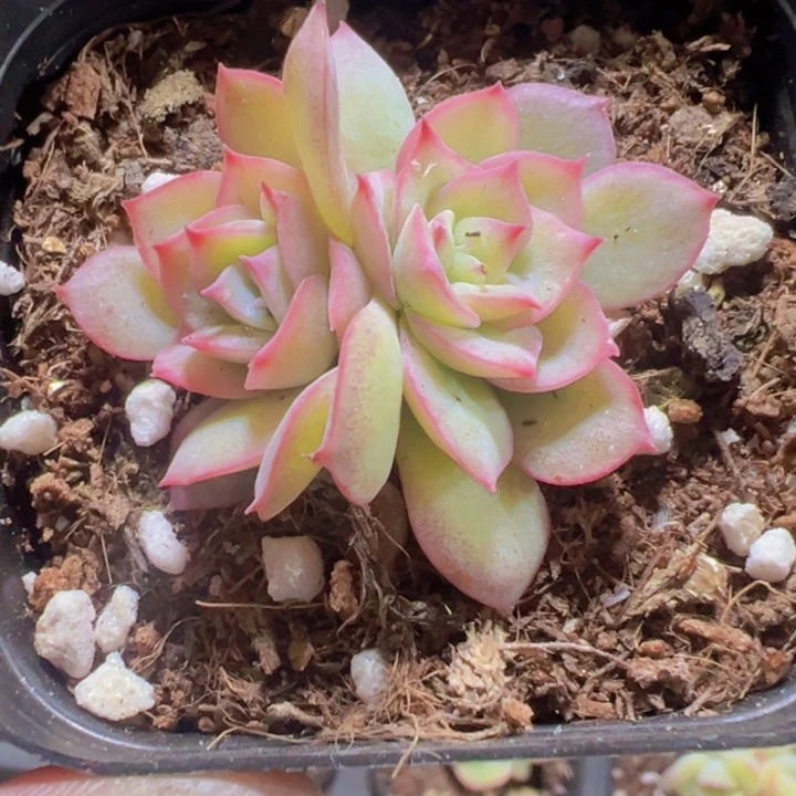 侧影精品多肉植物大战