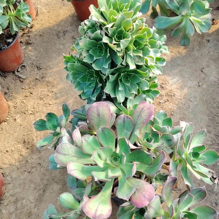 92+93号老桩法师2颗